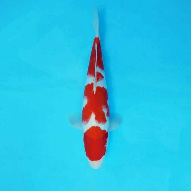 KARURA 14 - KOHAKU 3 STEPS ®