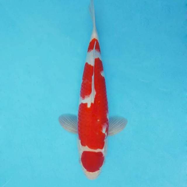 KARURA 16 - MARUTEN KOHAKU ®