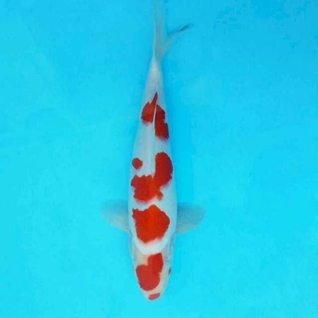 KARURA 17 - KOHAKU ®