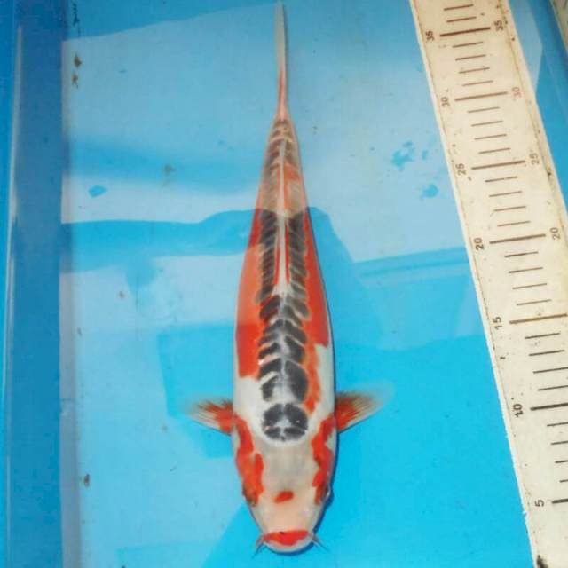 33cm Hana Shusui