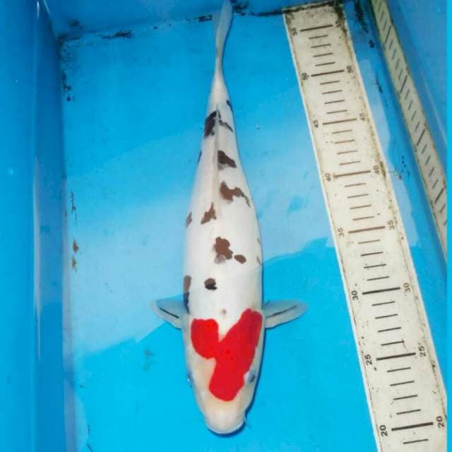 37cm Tancho Unik Dalmation
