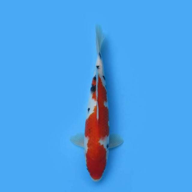 BKS ( SANKE 38 CM )