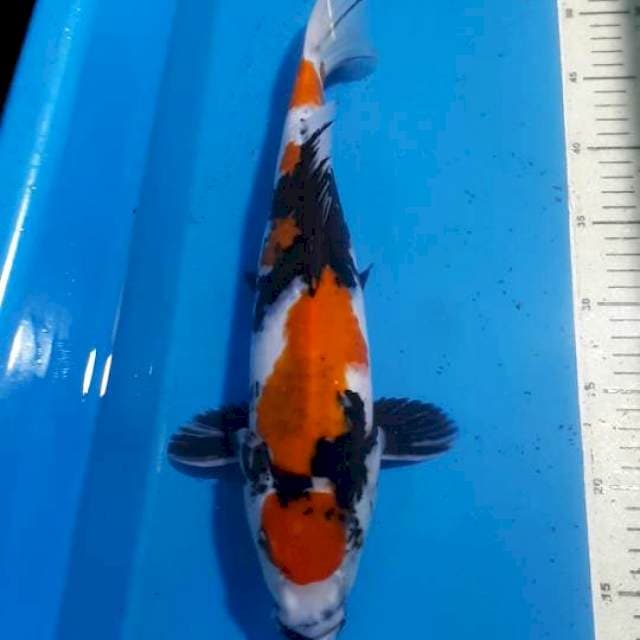 KINDAI SHOWA 38 CM