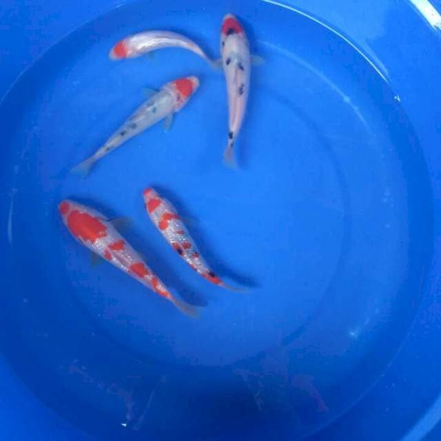 Sk mix koi