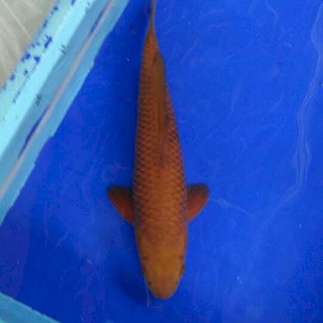 MALE 35CM. Tembaga