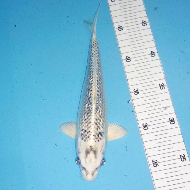 Matsuba 24 cm