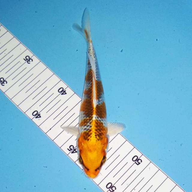 Kujaku 16cm