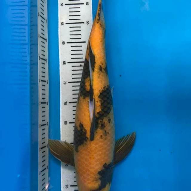 Ki Utsuri Sinoda 60cm Male