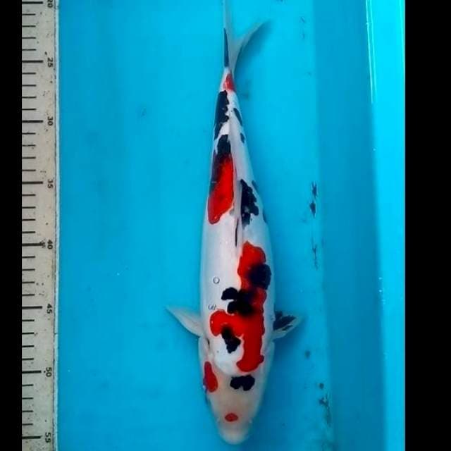 34cm DALMATION SANSHOKU