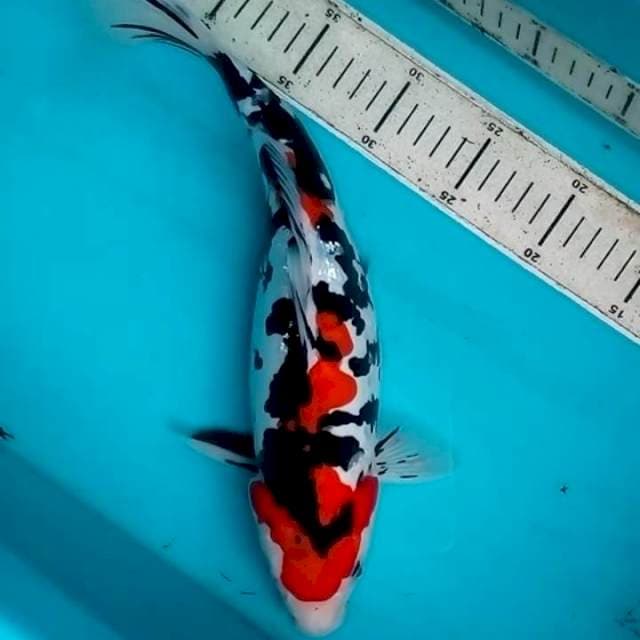 36cm DOITSU SHOWA ORIGINAL