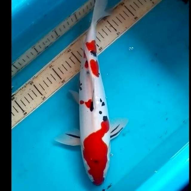 39cm DOITSU MERKABURI