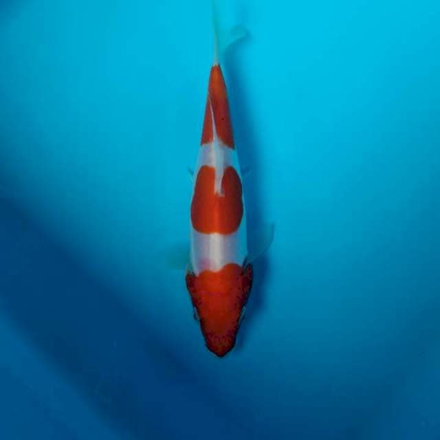 Sandan kohaku.