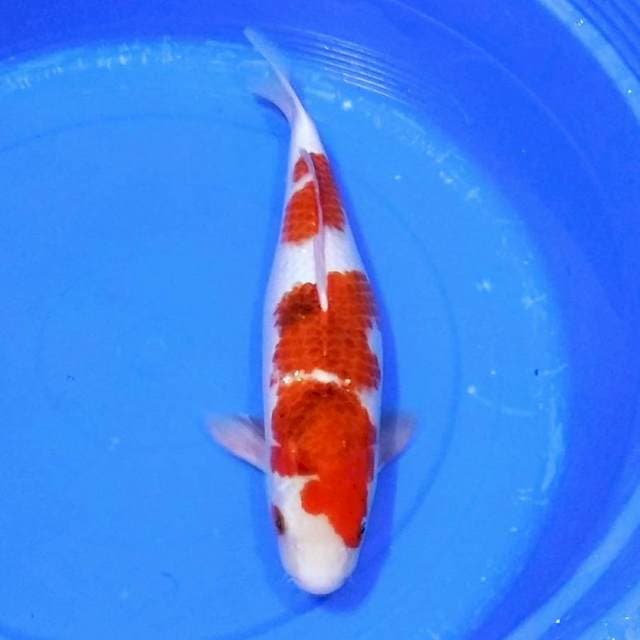 KOROMO SANDAN 45CM