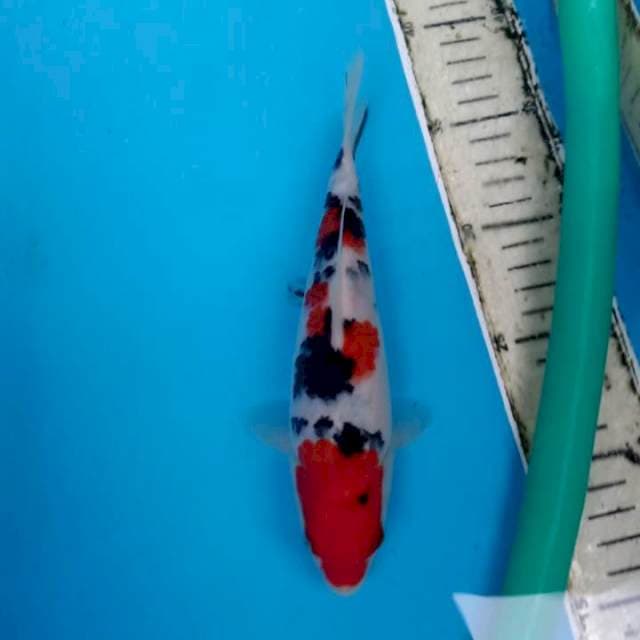 Sanke ready 24 cm
