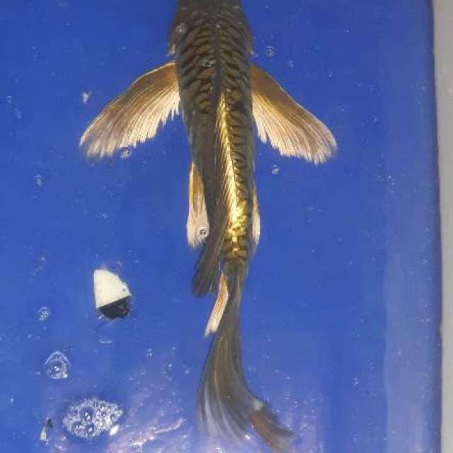 slendang caghoi