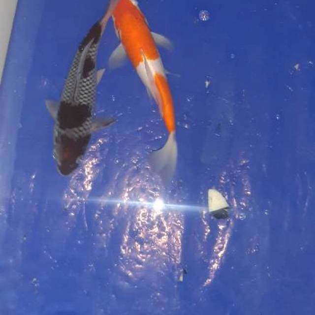 ochiba . kohaku 2 step