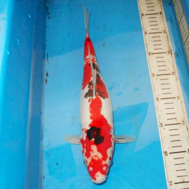38cm JACK SPAROW