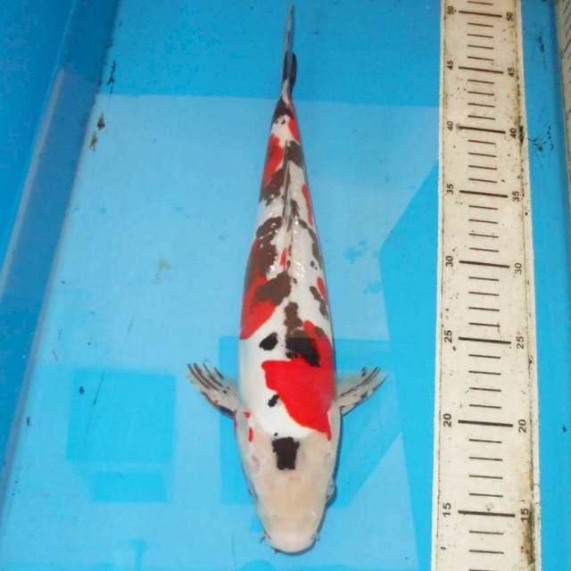 35cm SHOWA DOITSU