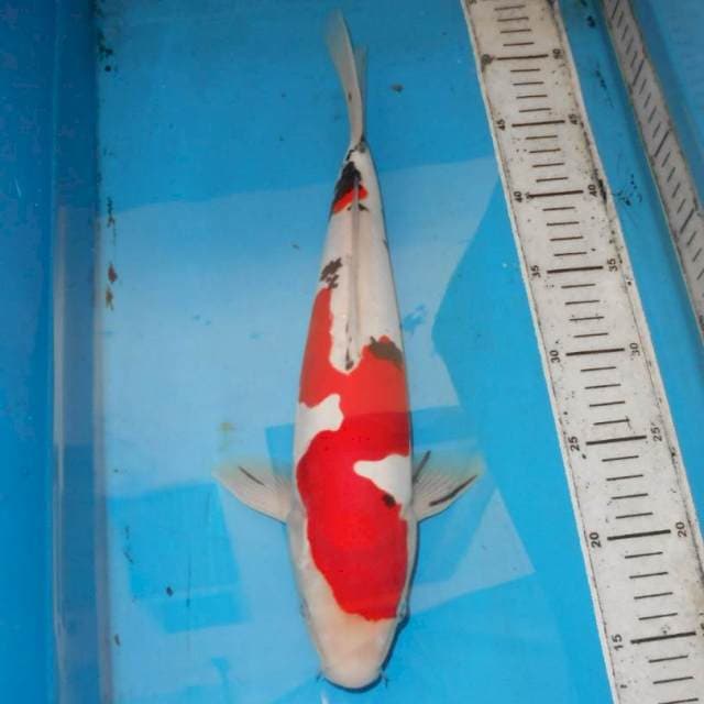 38cm SANKE LIKU LIKU
