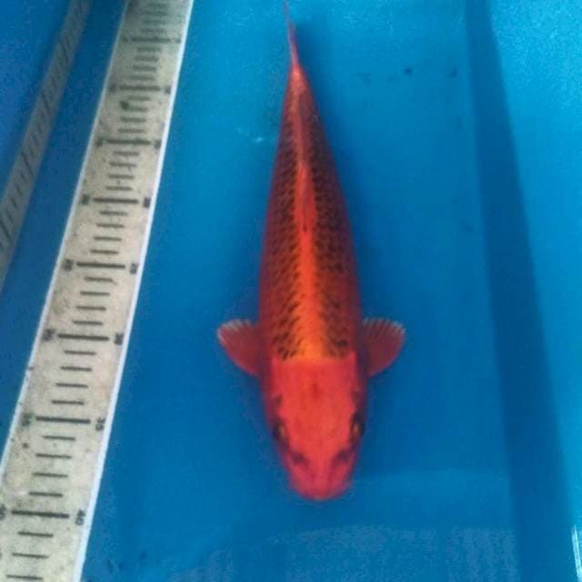 Aka matsuba, male 35 cm