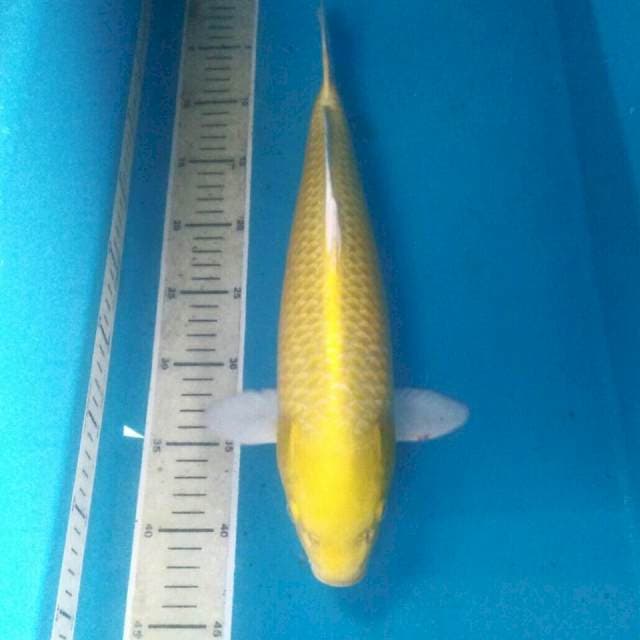 Yamabuki Ogon, 39 cm