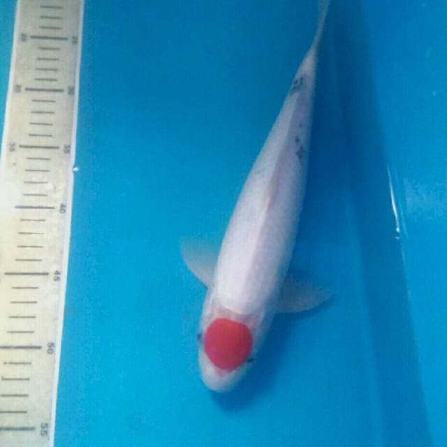 Tancho Sanke Tategoi, male 33 cm