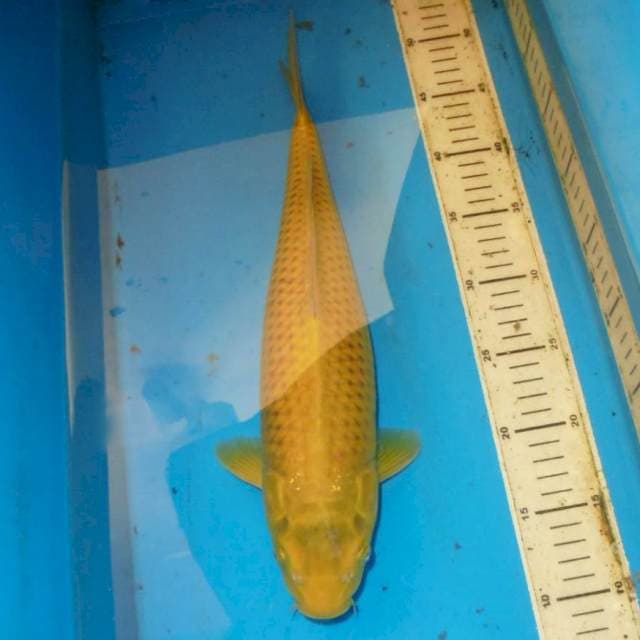 40cm GREEN CHAGOI