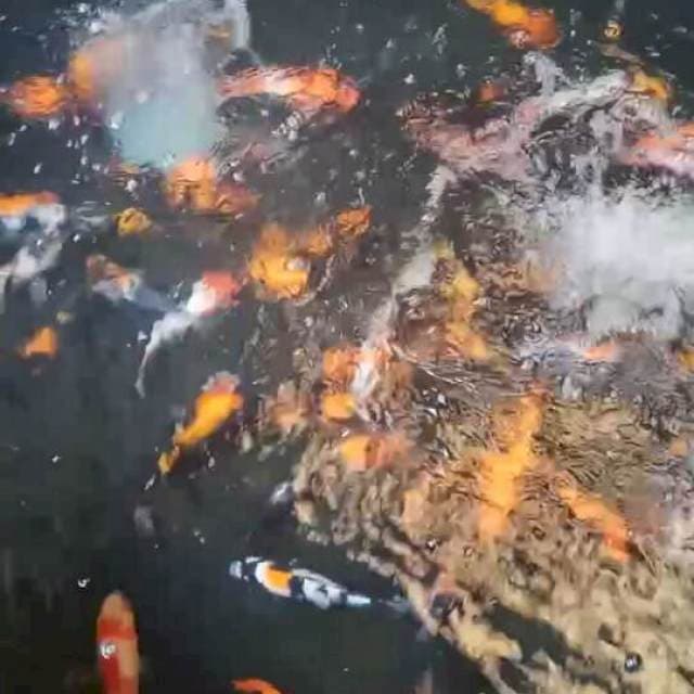 20-25 cm || 100 ekor. Showa, Shiro, Utsuri