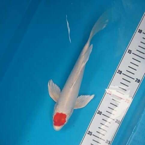 Original tancho kohaku hikari kumpay 30cm