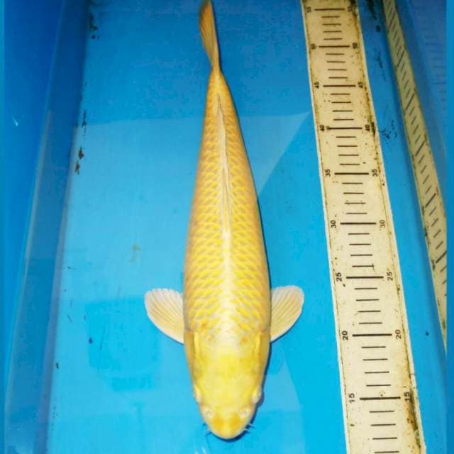 44CM YAMABUKI BIG MAN