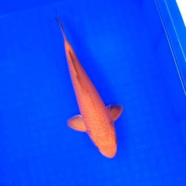 Karashi Karamel # 29cm
