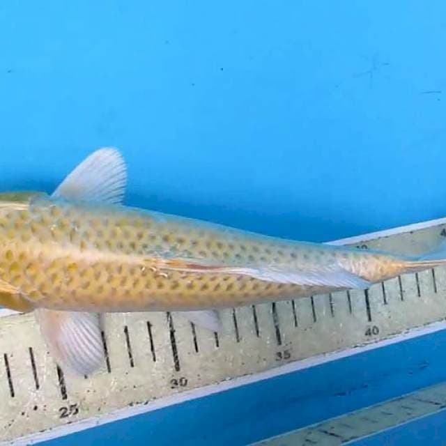 Botan25cm