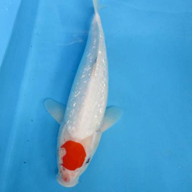 Tanco35cm
