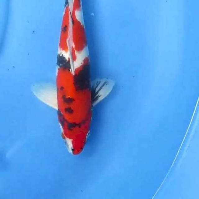 Sansoku36cm