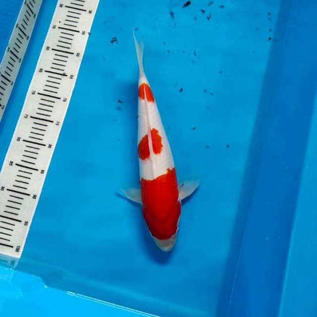 Kohaku import Matsue 45BU