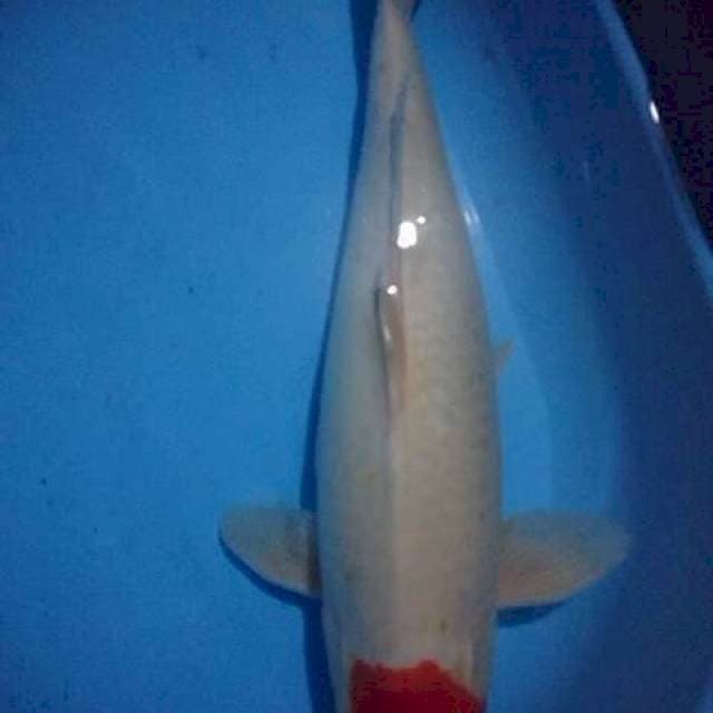 Tanco kuhaku 55 cm