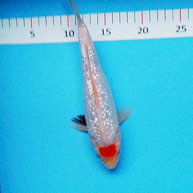 Tancho showa tate 23cm male