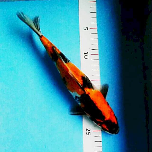 Kin showa 27cm male