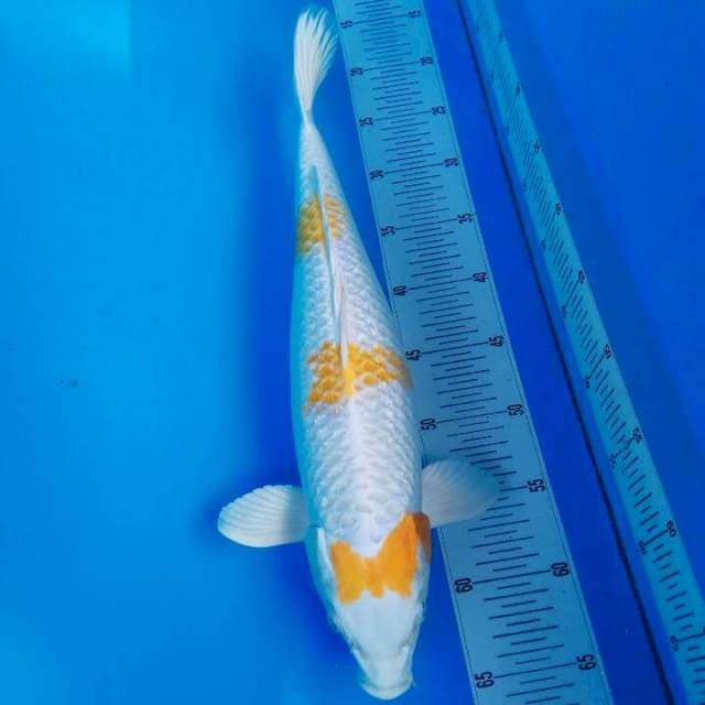 44cm || HARIWAKE TANCHO PITA HQ