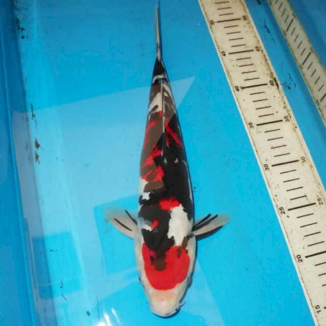 35cm showa