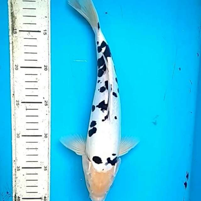 31cm Dalmation Beko SQ