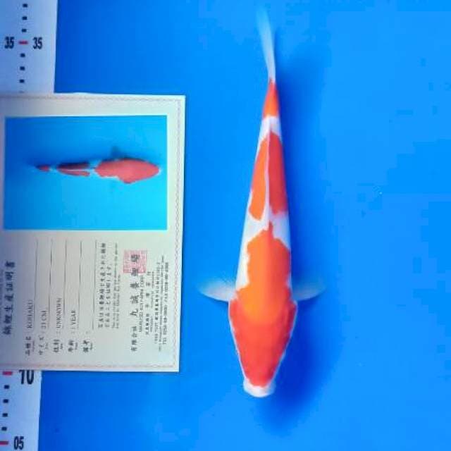 Kohaku marusei farm