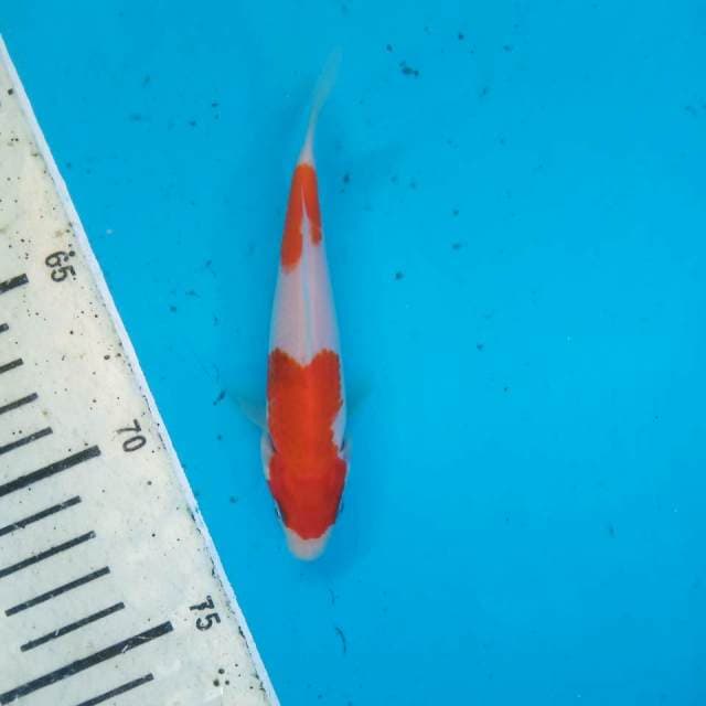 Kohaku 13cm