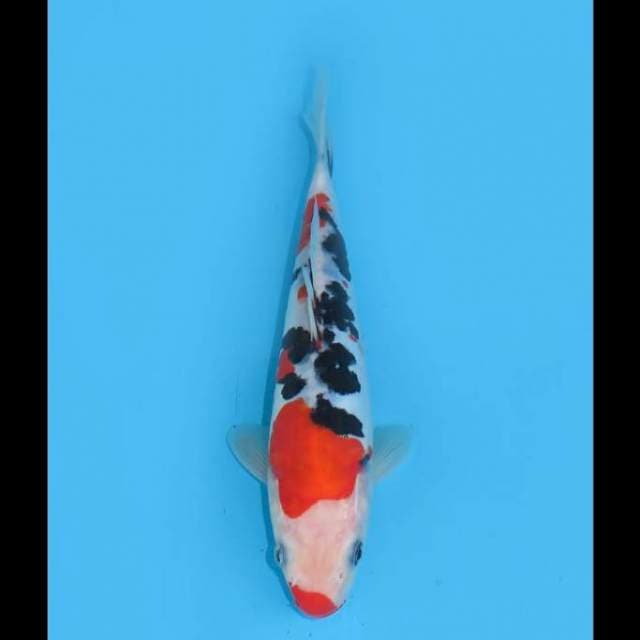 Sanke Doitsu SQ - 20cm Male