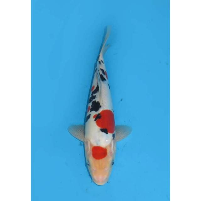 Sanke SQ Doitsu - 25cm Male