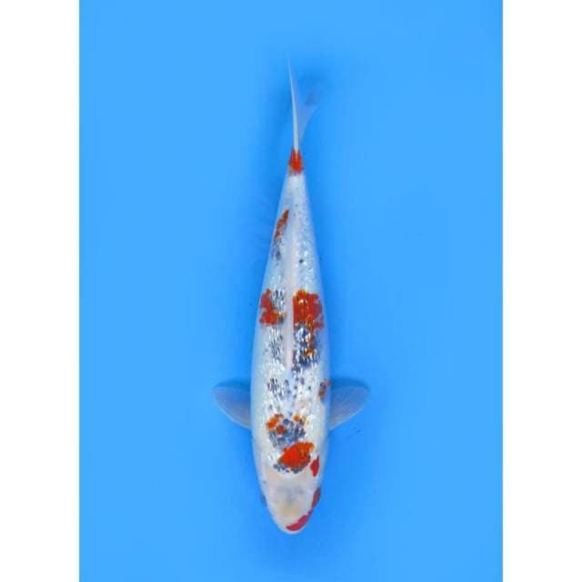 Jumbo Goshiki Ginrin - 42cm