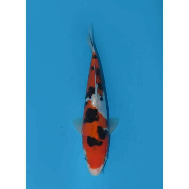 Baby Sanke Doitsu Murni Halus - 20cm