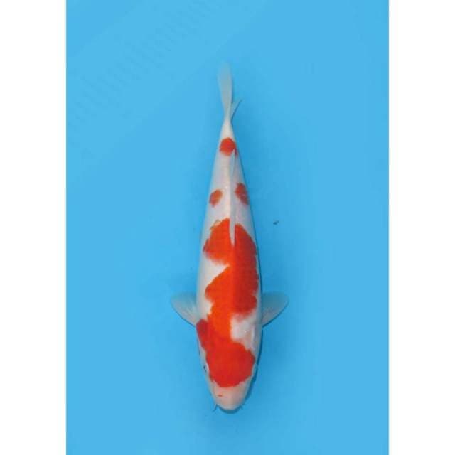 Kohaku Tosai Original - 25cm