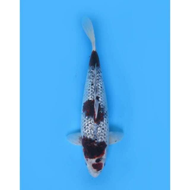 Jumbo Budo Goshiki Ginrin - 45cm