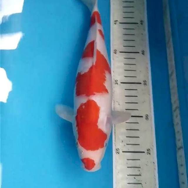 Kohaku